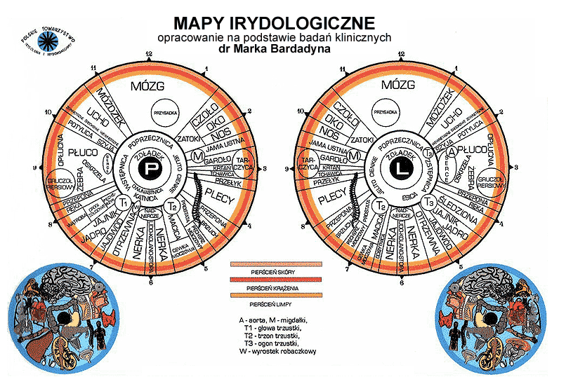 Mapy irydologiczne dr Marka Bardadyna